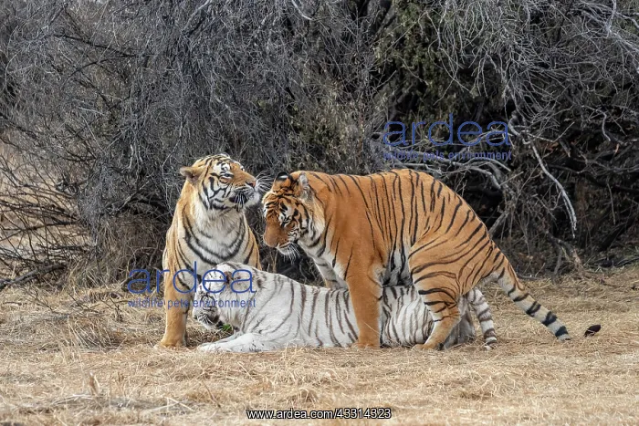 : Afrique du Sud, Reserve privee, Tigre du Bengale : Afrique du Sud, Reserve privee, Tigre du Bengale
