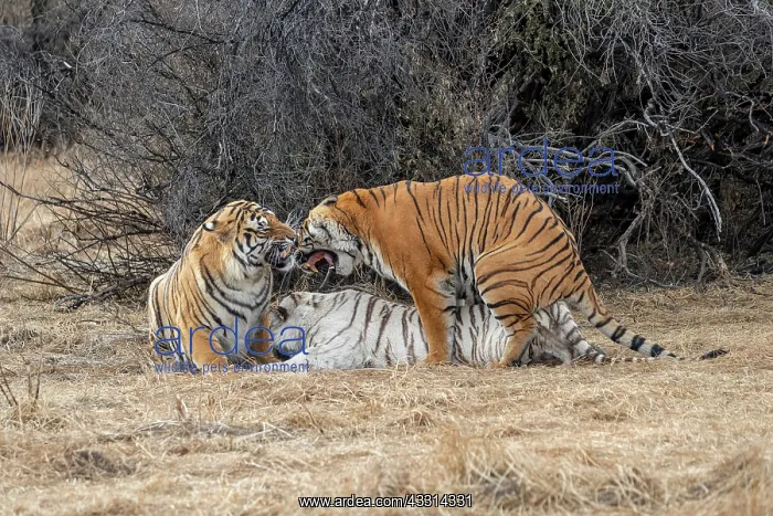 : Afrique du Sud, Reserve privee, Tigre du Bengale : Afrique du Sud, Reserve privee, Tigre du Bengale