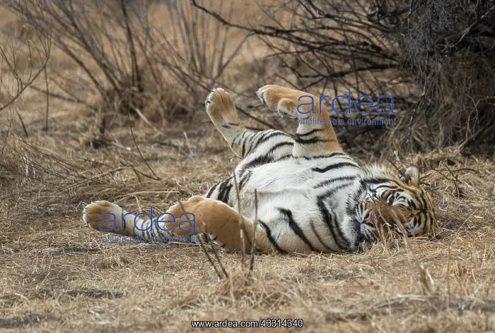  : Afrique du Sud, Reserve privee, Tigre du Bengale