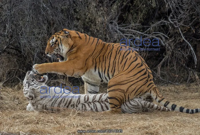 : Afrique du Sud, Reserve privee, Tigre du Bengale : Afrique du Sud, Reserve privee, Tigre du Bengale