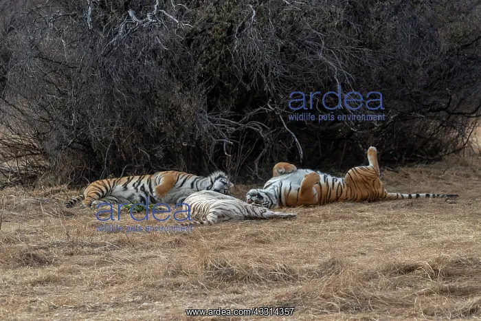 : Afrique du Sud, Reserve privee, Tigre du Bengale : Afrique du Sud, Reserve privee, Tigre du Bengale