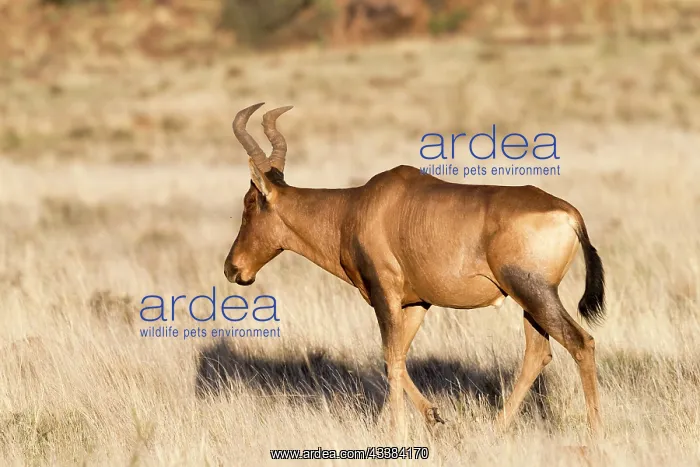 : Afrique du Sud, Rsserve privse, Bubale caama (Alcelaphus : Afrique du Sud, Rsserve privse, Bubale caama (Alcelaphus