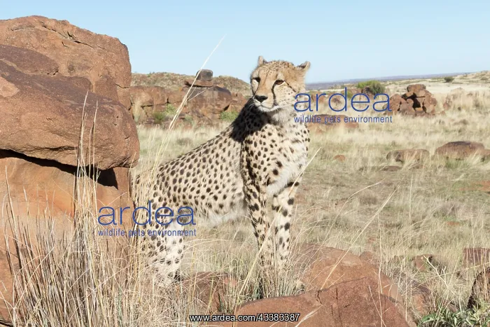 : Afrique du Sud, Rsserve privse, Guspard (Acinonyx : Afrique du Sud, Rsserve privse, Guspard (Acinonyx
