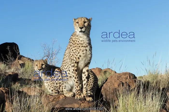 : Afrique du Sud, Rsserve privse, Guspard (Acinonyx : Afrique du Sud, Rsserve privse, Guspard (Acinonyx