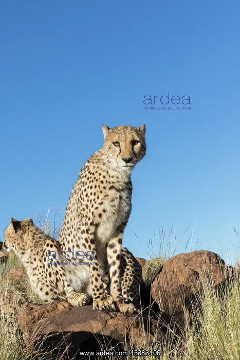 : Afrique du Sud, Rsserve privse, Guspard (Acinonyx : Afrique du Sud, Rsserve privse, Guspard (Acinonyx