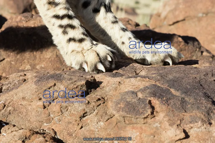 : Afrique du Sud, Rsserve privse, Guspard (Acinonyx : Afrique du Sud, Rsserve privse, Guspard (Acinonyx