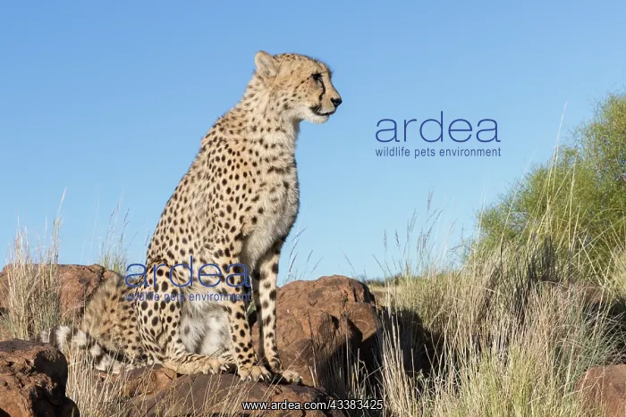 : Afrique du Sud, Rsserve privse, Guspard (Acinonyx : Afrique du Sud, Rsserve privse, Guspard (Acinonyx
