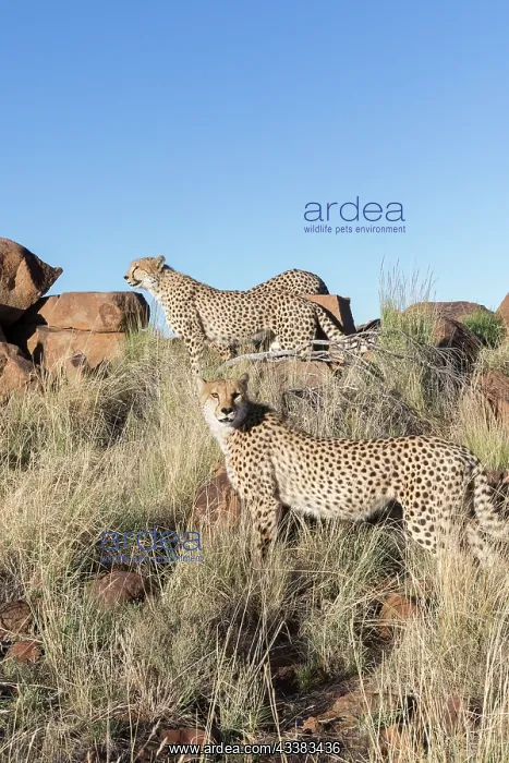 : Afrique du Sud, Rsserve privse, Guspard (Acinonyx : Afrique du Sud, Rsserve privse, Guspard (Acinonyx