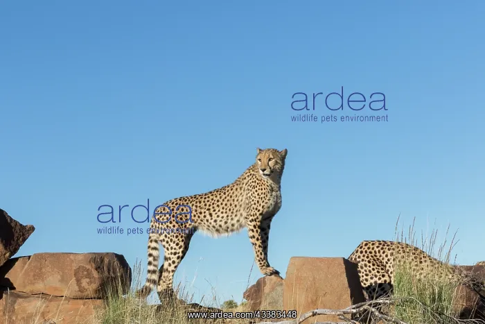 : Afrique du Sud, Rsserve privse, Guspard (Acinonyx : Afrique du Sud, Rsserve privse, Guspard (Acinonyx