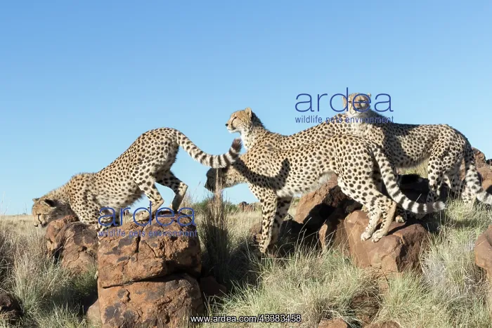 : Afrique du Sud, Rsserve privse, Guspard (Acinonyx : Afrique du Sud, Rsserve privse, Guspard (Acinonyx