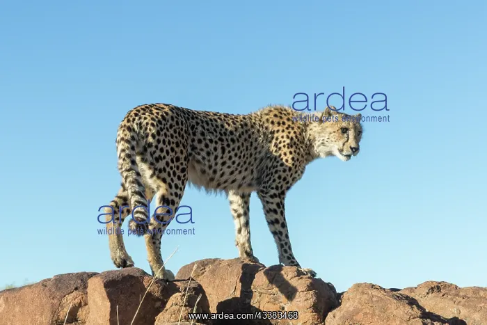 : Afrique du Sud, Rsserve privse, Guspard (Acinonyx : Afrique du Sud, Rsserve privse, Guspard (Acinonyx