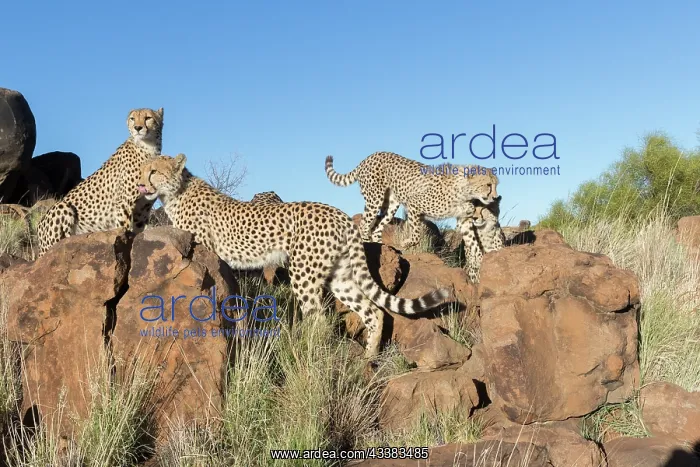  : Afrique du Sud, Rsserve privse, Guspard (Acinonyx