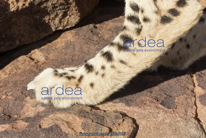 : Afrique du Sud, Rsserve privse, Guspard (Acinonyx : Afrique du Sud, Rsserve privse, Guspard (Acinonyx