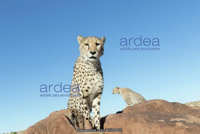 : Afrique du Sud, Rsserve privse, Guspard (Acinonyx : Afrique du Sud, Rsserve privse, Guspard (Acinonyx