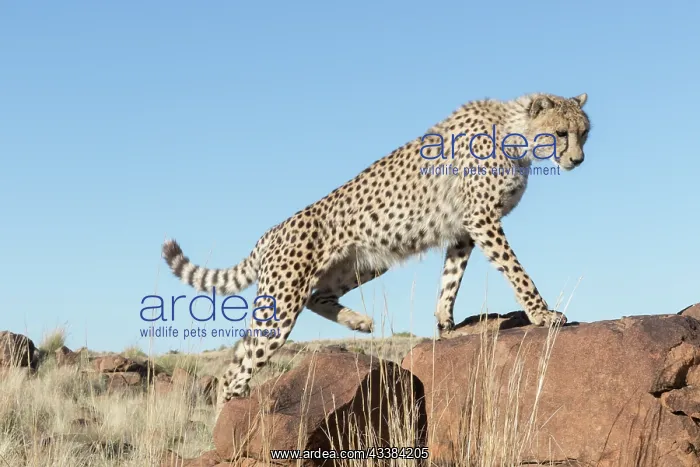 : Afrique du Sud, Rsserve privse, Guspard (Acinonyx : Afrique du Sud, Rsserve privse, Guspard (Acinonyx