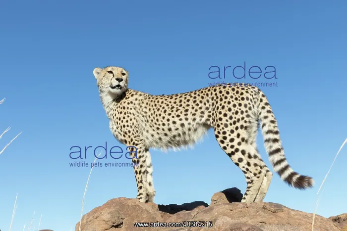: Afrique du Sud, Rsserve privse, Guspard (Acinonyx : Afrique du Sud, Rsserve privse, Guspard (Acinonyx