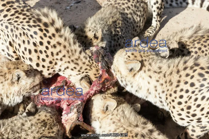 : Afrique du Sud, Rsserve privse, Guspard (Acinonyx : Afrique du Sud, Rsserve privse, Guspard (Acinonyx