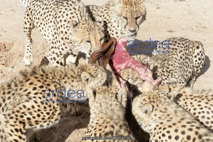 : Afrique du Sud, Rsserve privse, Guspard (Acinonyx : Afrique du Sud, Rsserve privse, Guspard (Acinonyx