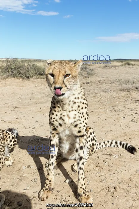 : Afrique du Sud, Rsserve privse, Guspard (Acinonyx : Afrique du Sud, Rsserve privse, Guspard (Acinonyx