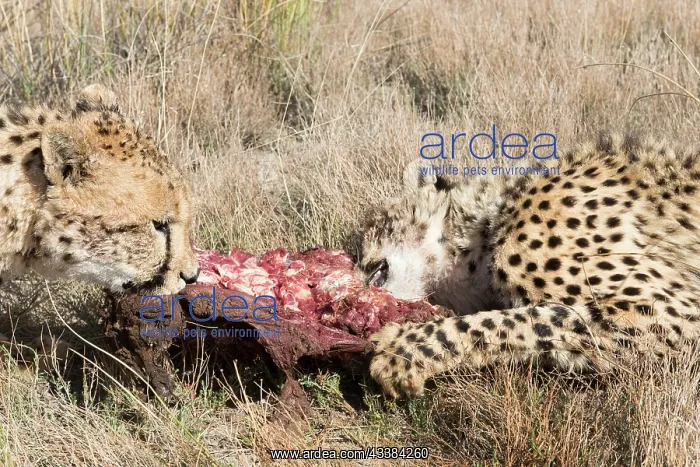 : Afrique du Sud, Rsserve privse, Guspard (Acinonyx : Afrique du Sud, Rsserve privse, Guspard (Acinonyx