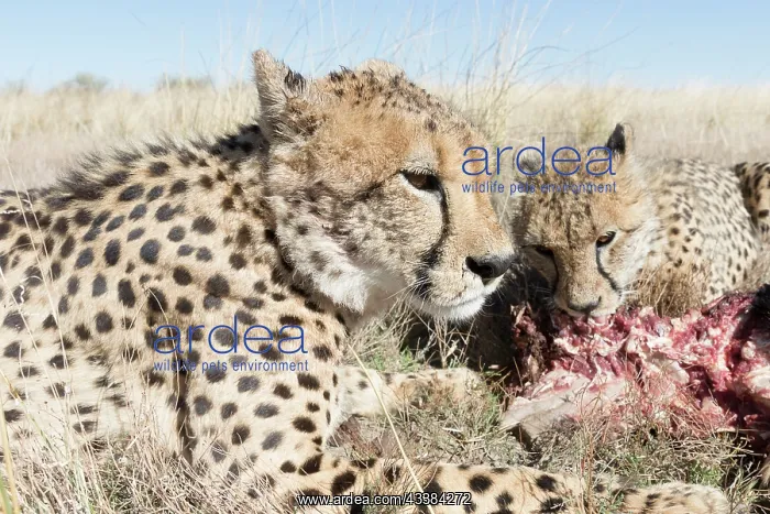 : Afrique du Sud, Rsserve privse, Guspard (Acinonyx : Afrique du Sud, Rsserve privse, Guspard (Acinonyx
