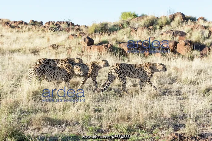 : Afrique du Sud, Rsserve privse, Guspard (Acinonyx : Afrique du Sud, Rsserve privse, Guspard (Acinonyx