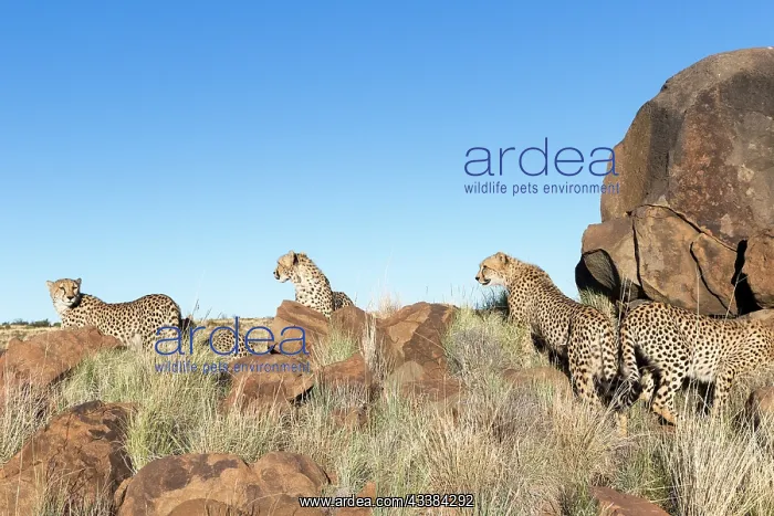 : Afrique du Sud, Rsserve privse, Guspard (Acinonyx : Afrique du Sud, Rsserve privse, Guspard (Acinonyx