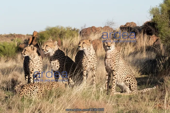 : Afrique du Sud, Rsserve privse, Guspard (Acinonyx : Afrique du Sud, Rsserve privse, Guspard (Acinonyx
