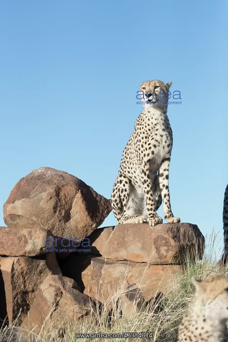: Afrique du Sud, Rsserve privse, Guspard (Acinonyx : Afrique du Sud, Rsserve privse, Guspard (Acinonyx
