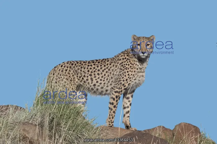 : Afrique du Sud, Rsserve privse, Guspard (Acinonyx : Afrique du Sud, Rsserve privse, Guspard (Acinonyx