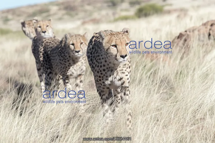 : Afrique du Sud, Rsserve privse, Guspard (Acinonyx : Afrique du Sud, Rsserve privse, Guspard (Acinonyx