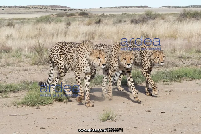 : Afrique du Sud, Rsserve privse, Guspard (Acinonyx : Afrique du Sud, Rsserve privse, Guspard (Acinonyx