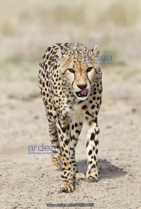 : Afrique du Sud, Rsserve privse, Guspard (Acinonyx : Afrique du Sud, Rsserve privse, Guspard (Acinonyx