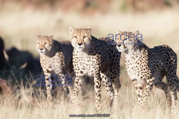 : Afrique du Sud, Rsserve privse, Guspard (Acinonyx : Afrique du Sud, Rsserve privse, Guspard (Acinonyx