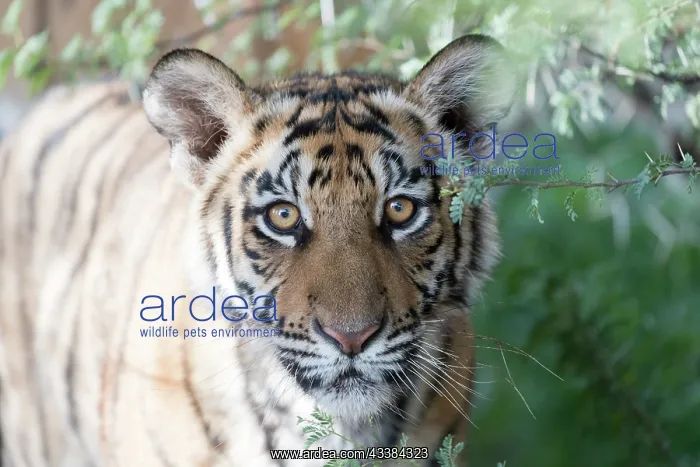 : Afrique du Sud, Rsserve privse, Tigre du Bengale : Afrique du Sud, Rsserve privse, Tigre du Bengale