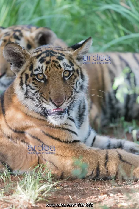 : Afrique du Sud, Rsserve privse, Tigre du Bengale : Afrique du Sud, Rsserve privse, Tigre du Bengale