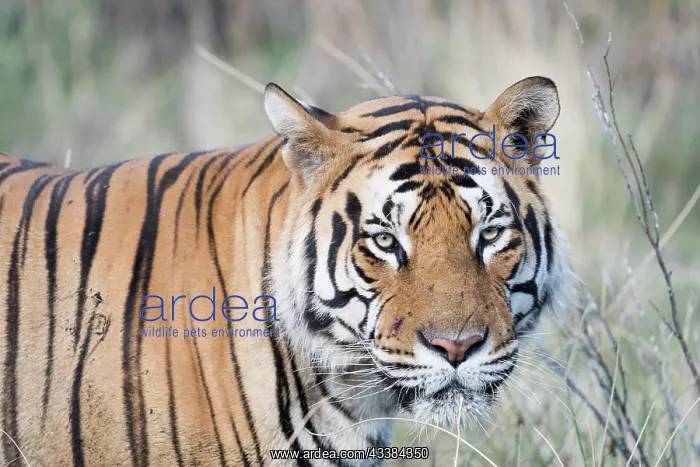 : Afrique du Sud, Rsserve privse, Tigre du Bengale : Afrique du Sud, Rsserve privse, Tigre du Bengale