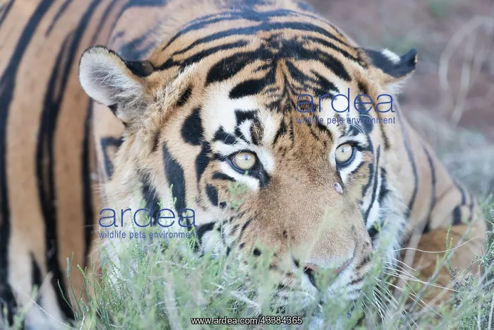 : Afrique du Sud, Rsserve privse, Tigre du Bengale : Afrique du Sud, Rsserve privse, Tigre du Bengale