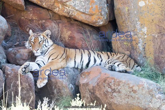 : Afrique du Sud, Rsserve privse, Tigre du Bengale : Afrique du Sud, Rsserve privse, Tigre du Bengale