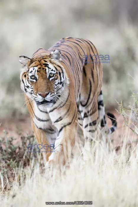 : Afrique du Sud, Rsserve privse, Tigre du Bengale : Afrique du Sud, Rsserve privse, Tigre du Bengale