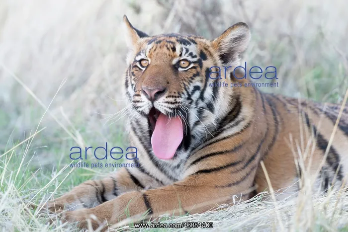 : Afrique du Sud, Rsserve privse, Tigre du Bengale : Afrique du Sud, Rsserve privse, Tigre du Bengale
