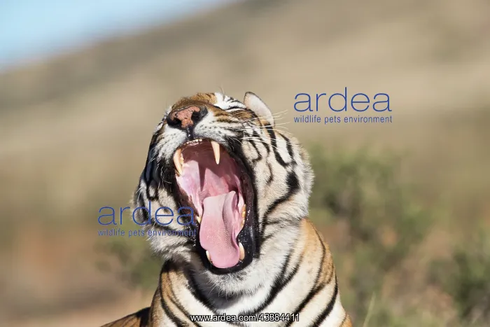 : Afrique du Sud, Rsserve privse, Tigre du Bengale : Afrique du Sud, Rsserve privse, Tigre du Bengale