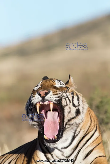 : Afrique du Sud, Rsserve privse, Tigre du Bengale : Afrique du Sud, Rsserve privse, Tigre du Bengale