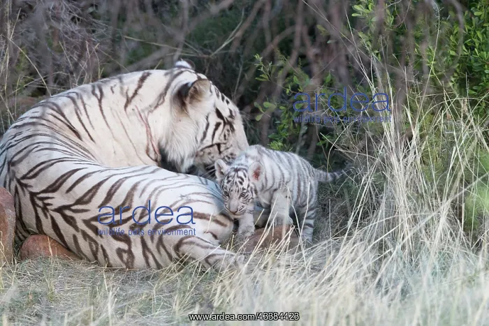 : Afrique du Sud, Rsserve privse, Tigre du Bengale : Afrique du Sud, Rsserve privse, Tigre du Bengale