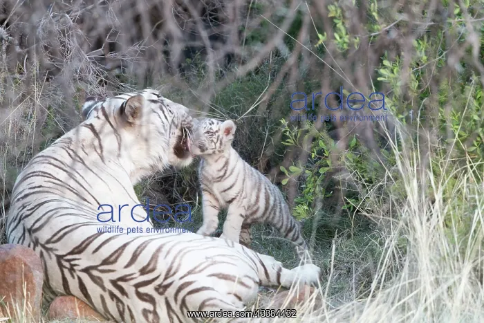 : Afrique du Sud, Rsserve privse, Tigre du Bengale : Afrique du Sud, Rsserve privse, Tigre du Bengale