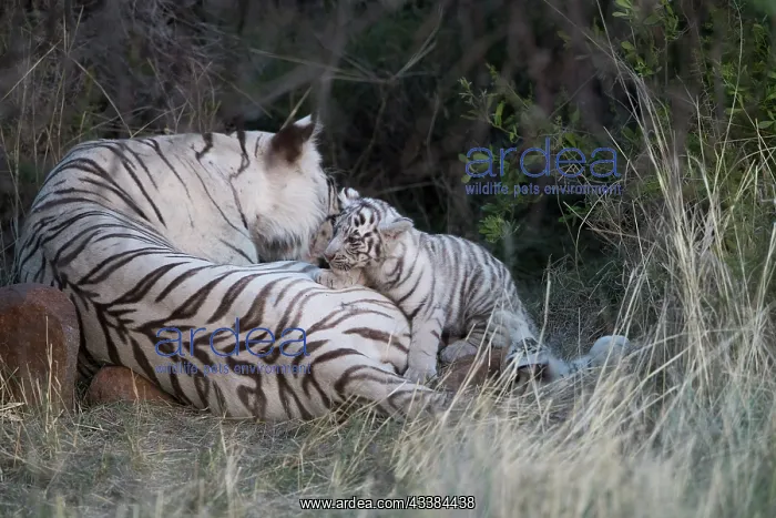 : Afrique du Sud, Rsserve privse, Tigre du Bengale : Afrique du Sud, Rsserve privse, Tigre du Bengale