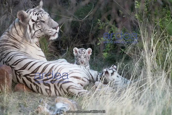 : Afrique du Sud, Rsserve privse, Tigre du Bengale : Afrique du Sud, Rsserve privse, Tigre du Bengale