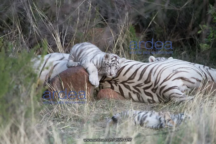 : Afrique du Sud, Rsserve privse, Tigre du Bengale : Afrique du Sud, Rsserve privse, Tigre du Bengale