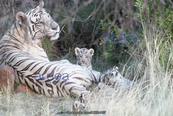 : Afrique du Sud, Rsserve privse, Tigre du Bengale : Afrique du Sud, Rsserve privse, Tigre du Bengale