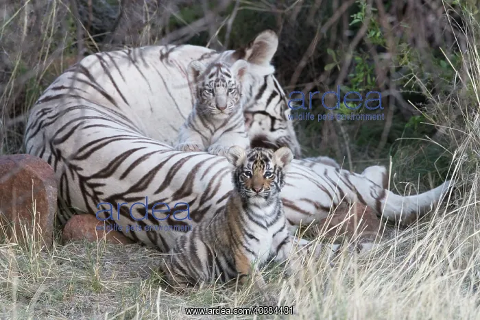 : Afrique du Sud, Rsserve privse, Tigre du Bengale : Afrique du Sud, Rsserve privse, Tigre du Bengale